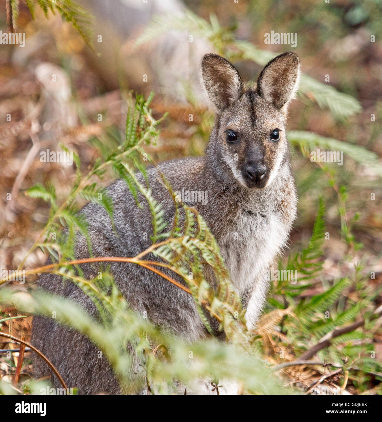 Nahaufnahme des schönen rot-necked / Bennett Wallaby Macropus Rufogriseus in der wilden peering von Smaragd Adlerfarn auf Kamera mit alert Ausdruck Stockfoto