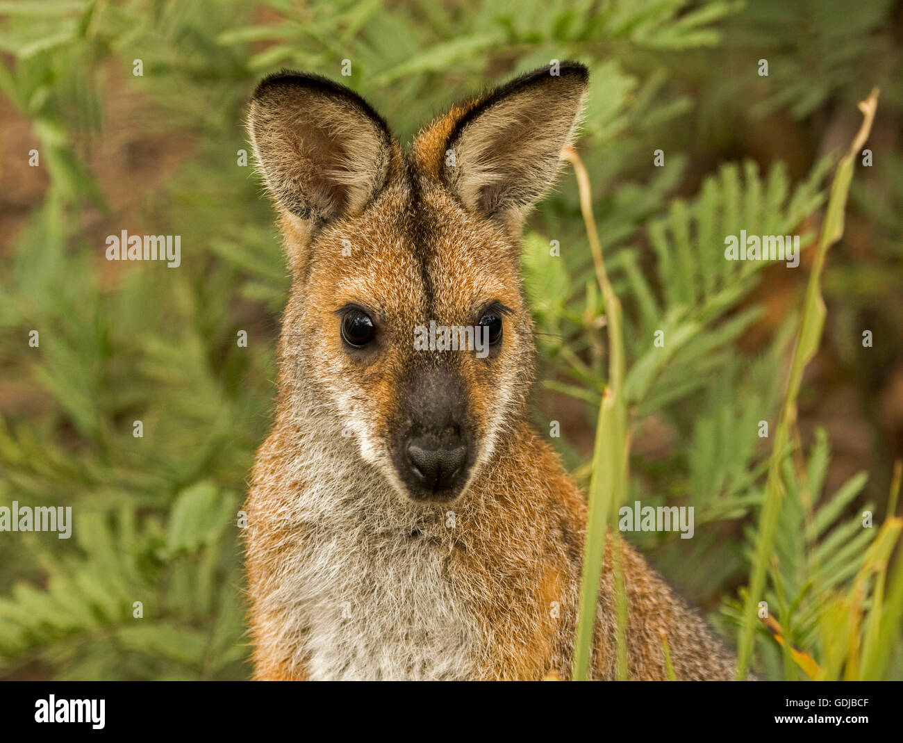 Porträt von Gesicht der schönen rot-necked / Bennett Wallaby Macropus Rufogriseus in freier Wildbahn peering von Adlerfarn auf Kamera mit alert Ausdruck Stockfoto