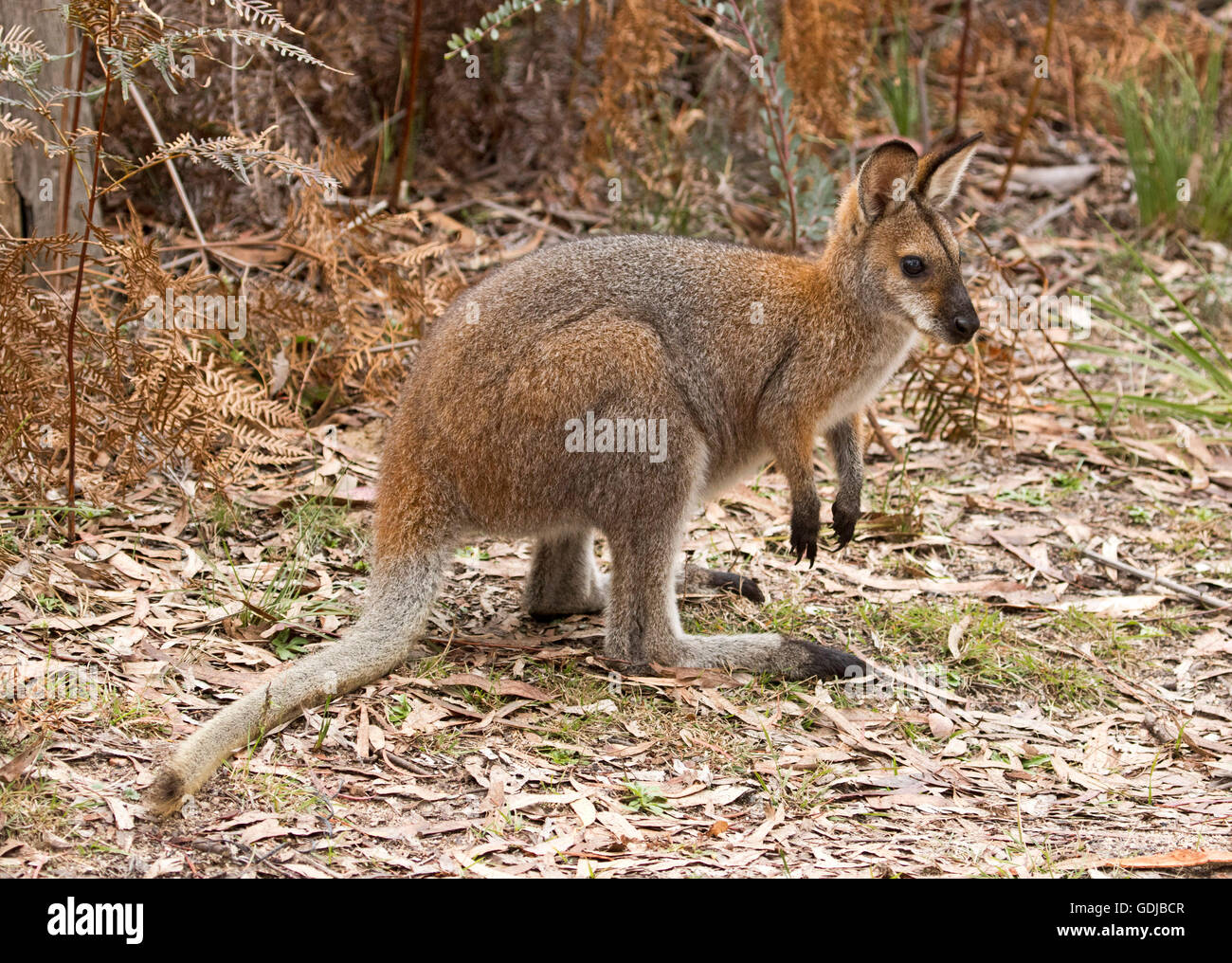 Schöne rot-necked / Bennett Wallaby Macropus Rufogriseus in der Wildnis am Rande des Waldes mit goldener Bracken Wollemi Nationalpark Stockfoto