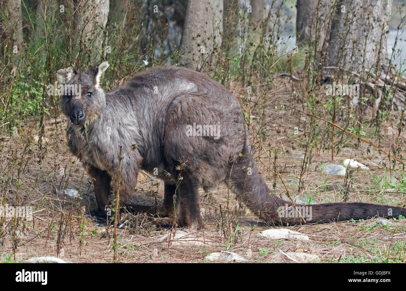 Schöne männliche Wallaroo Macropus Robustus in das wilde, große muskulöse Tier mit langen, dunklen grau/braunen Fell starrte auf Kamera vom Waldrand Stockfoto