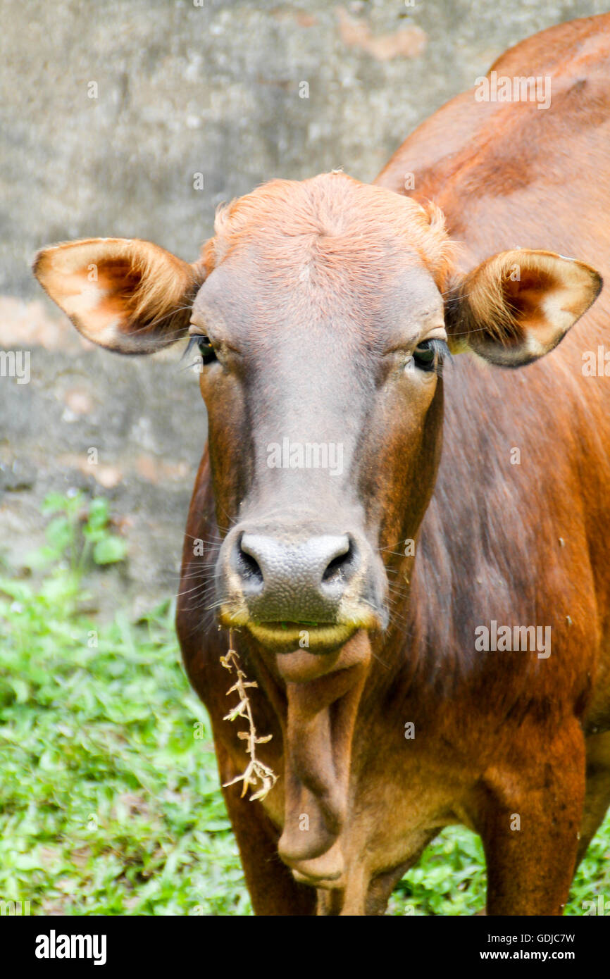 Nahaufnahme Gesicht Schuss der Kuh. Stockfoto