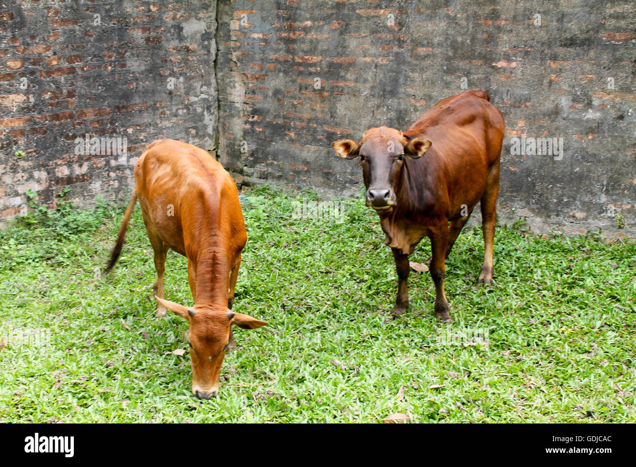 Kühe essen Grass im Fahrerlager Stockfoto
