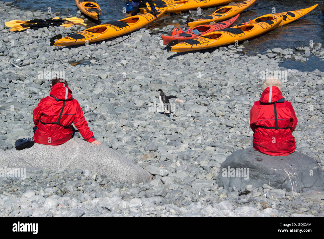 Zwei Touristen sitzen an einem steinigen Strand in der Antarktis mit einem Kinnriemen Pinguin zu Fuß dazwischen. Stockfoto