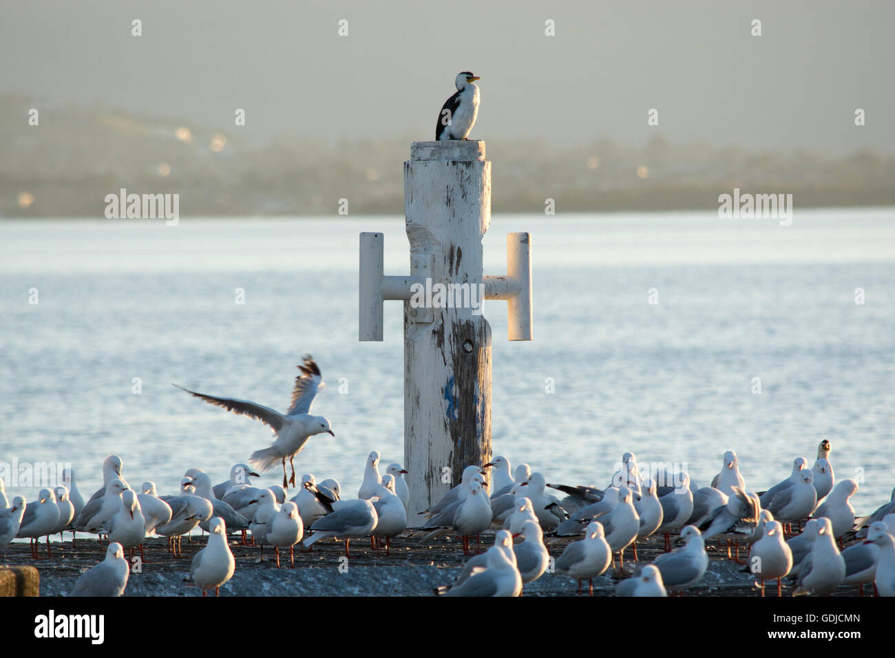 wenig Trauerschnäpper Kormoran thront auf einem Poller Stockfoto