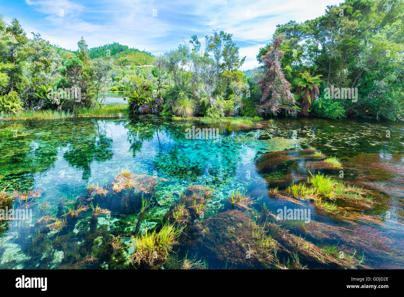 Te Waikoropupū Springs, Pupu Springs in der Golden Bay-Region auf der Südinsel in Neuseeland Stockfoto