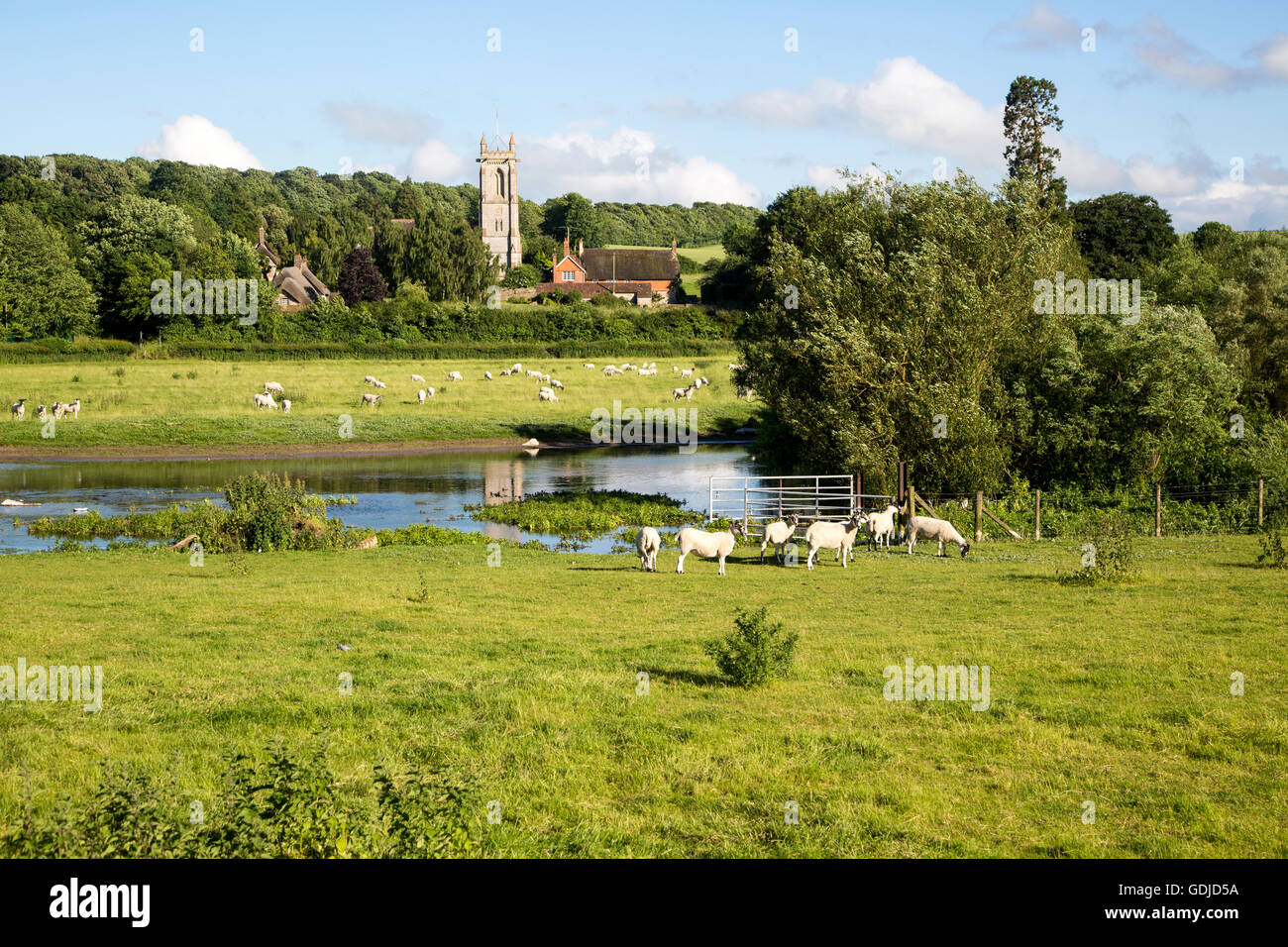 Schafe grasen auf der Weide von Kennet River, West Overton, Wiltshire, England, UK Stockfoto