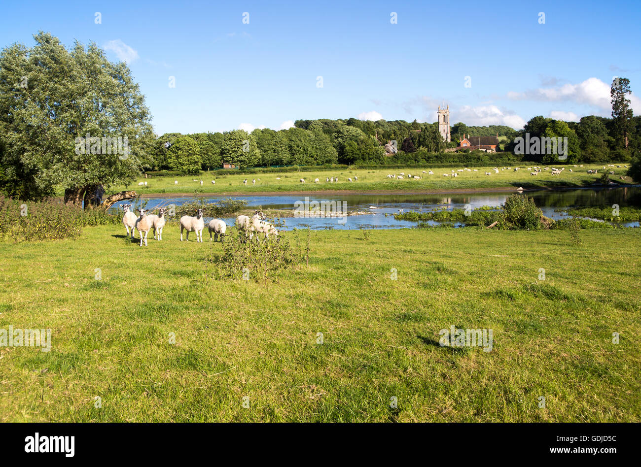 Schafe grasen auf der Weide von Kennet River, West Overton, Wiltshire, England, UK Stockfoto