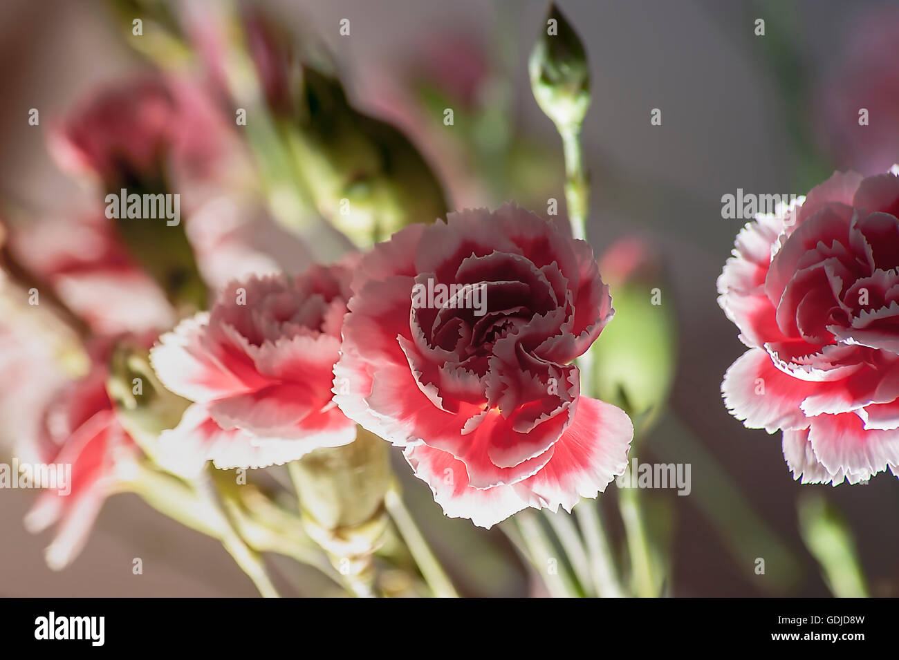 Rosa Nelke Stockfoto