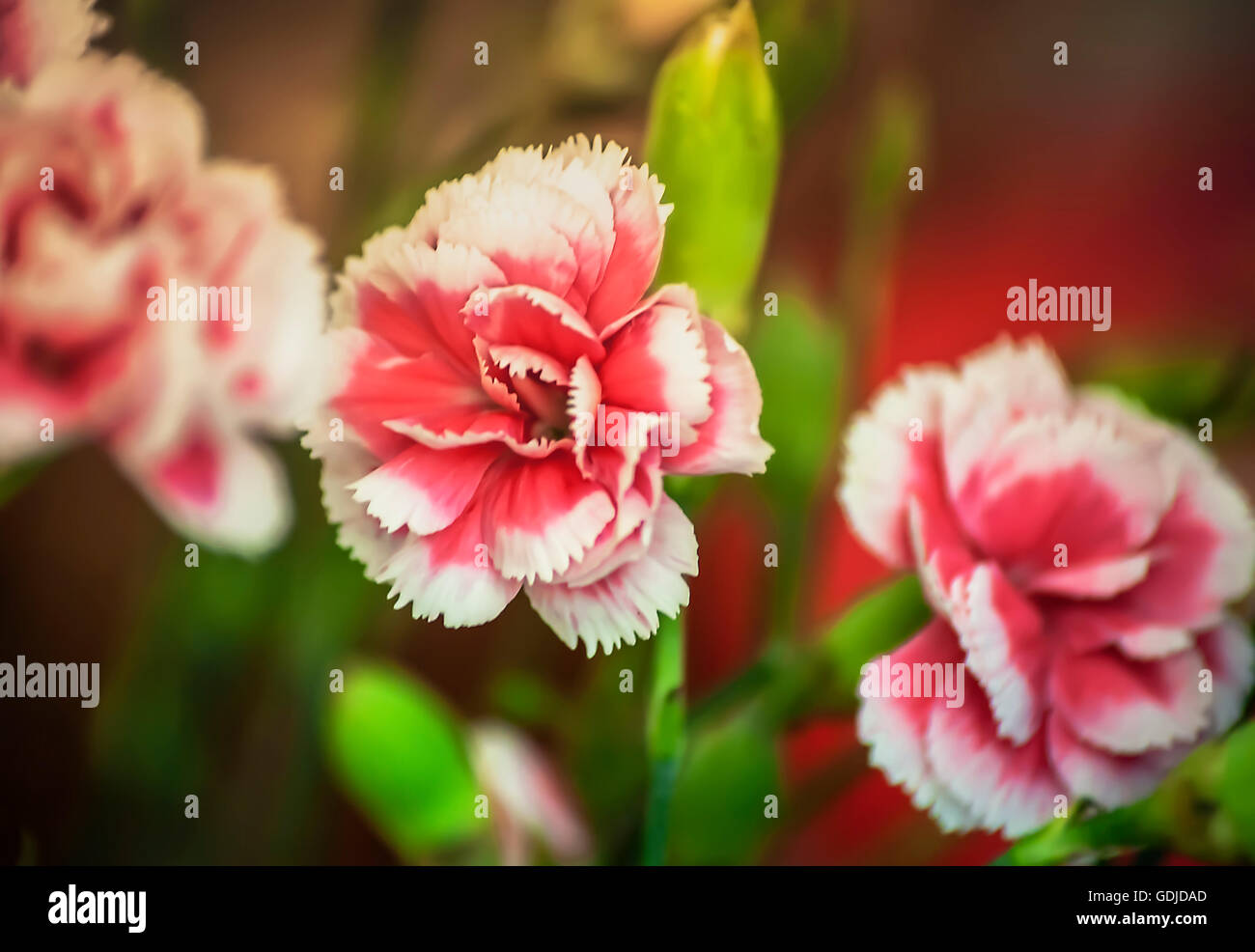 Rosa Nelke Stockfoto