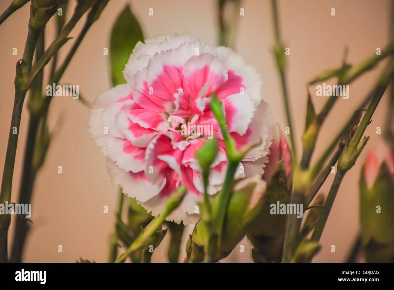 Rosa Nelke Stockfoto
