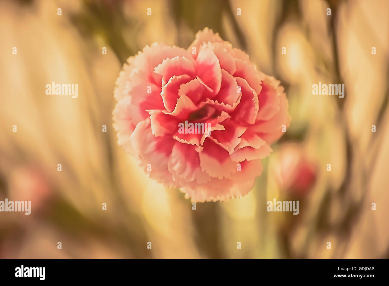 Rosa Nelke Stockfoto