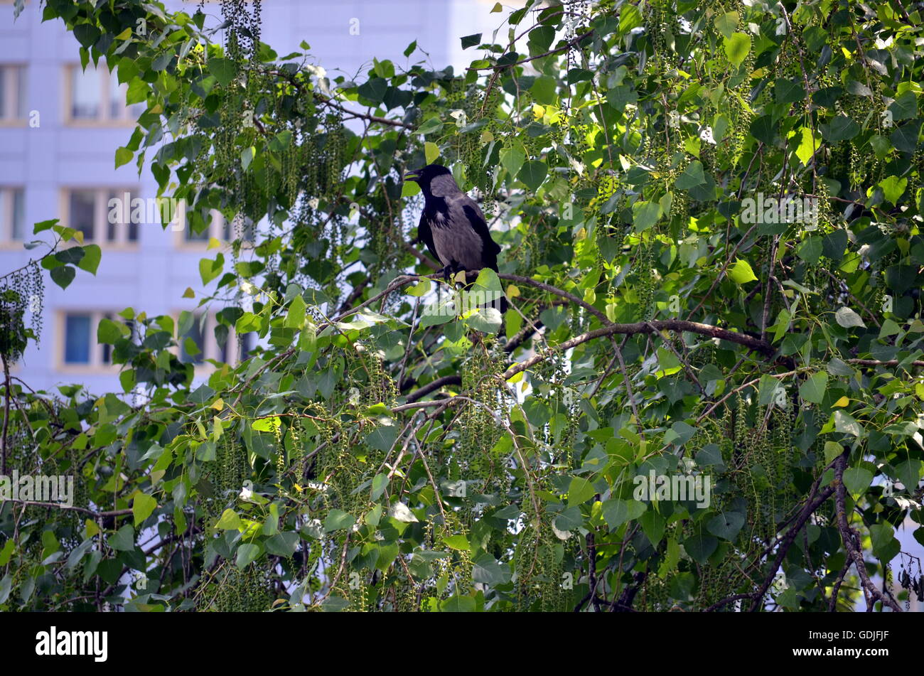 Rabe saß auf einem Baum in einer großen Stadt Stockfoto