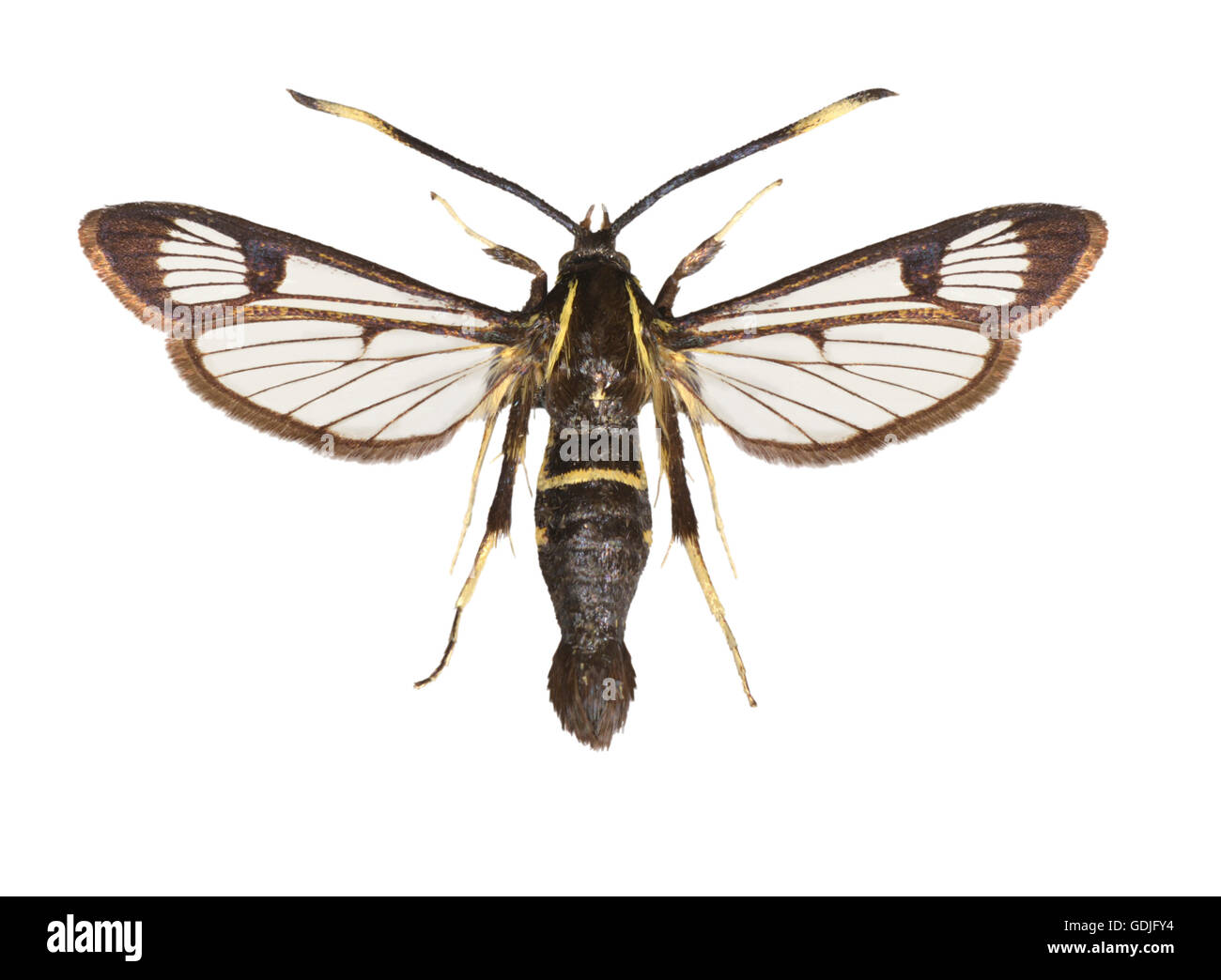 Weiß-barred Clearwing - Synanthedon spheciformis Stockfoto