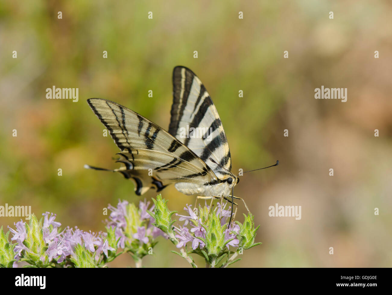 Südliche seltene Schwalbenschwanzflosse, Iphiclides feisthamelii Schmetterling, auf wildem Thymian, Andalusien, Spanien. Stockfoto