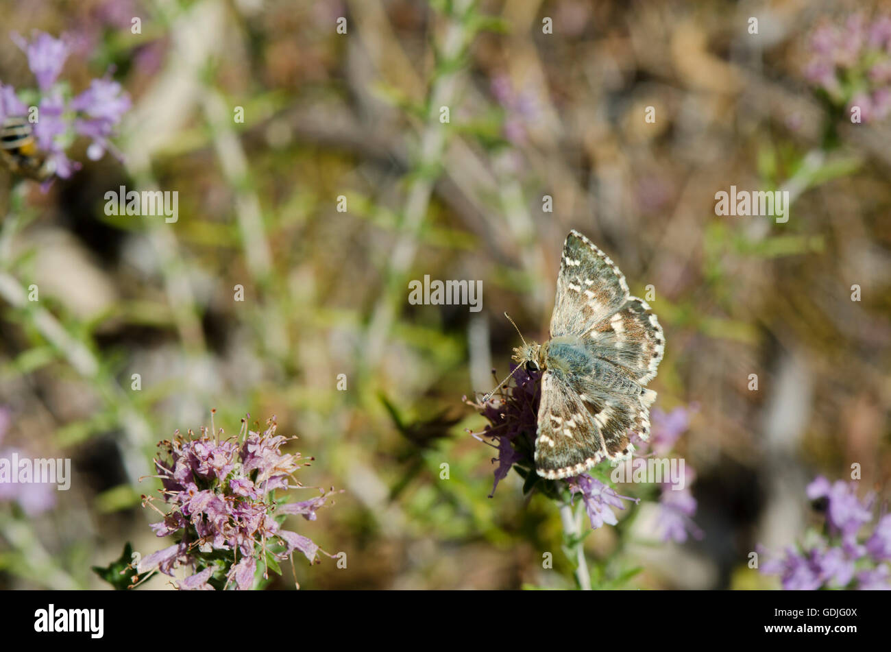Salbei Skipper, Muschampia Proto, Schmetterling auf blühenden Thymian, Andalusien, Spanien. Stockfoto
