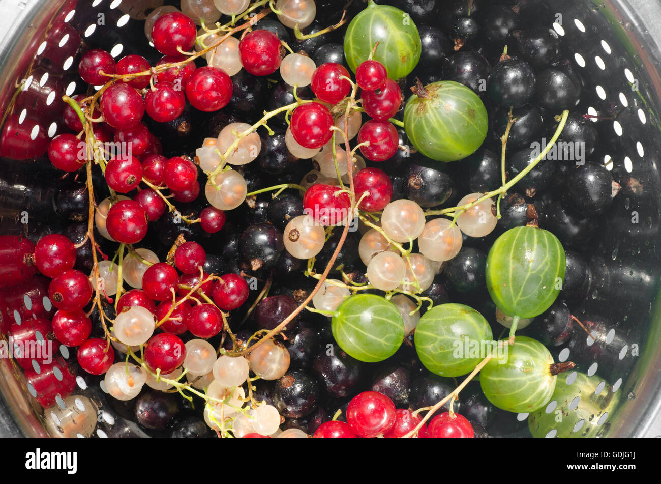 gemischte Johannisbeere Beeren im Sieb Stockfoto