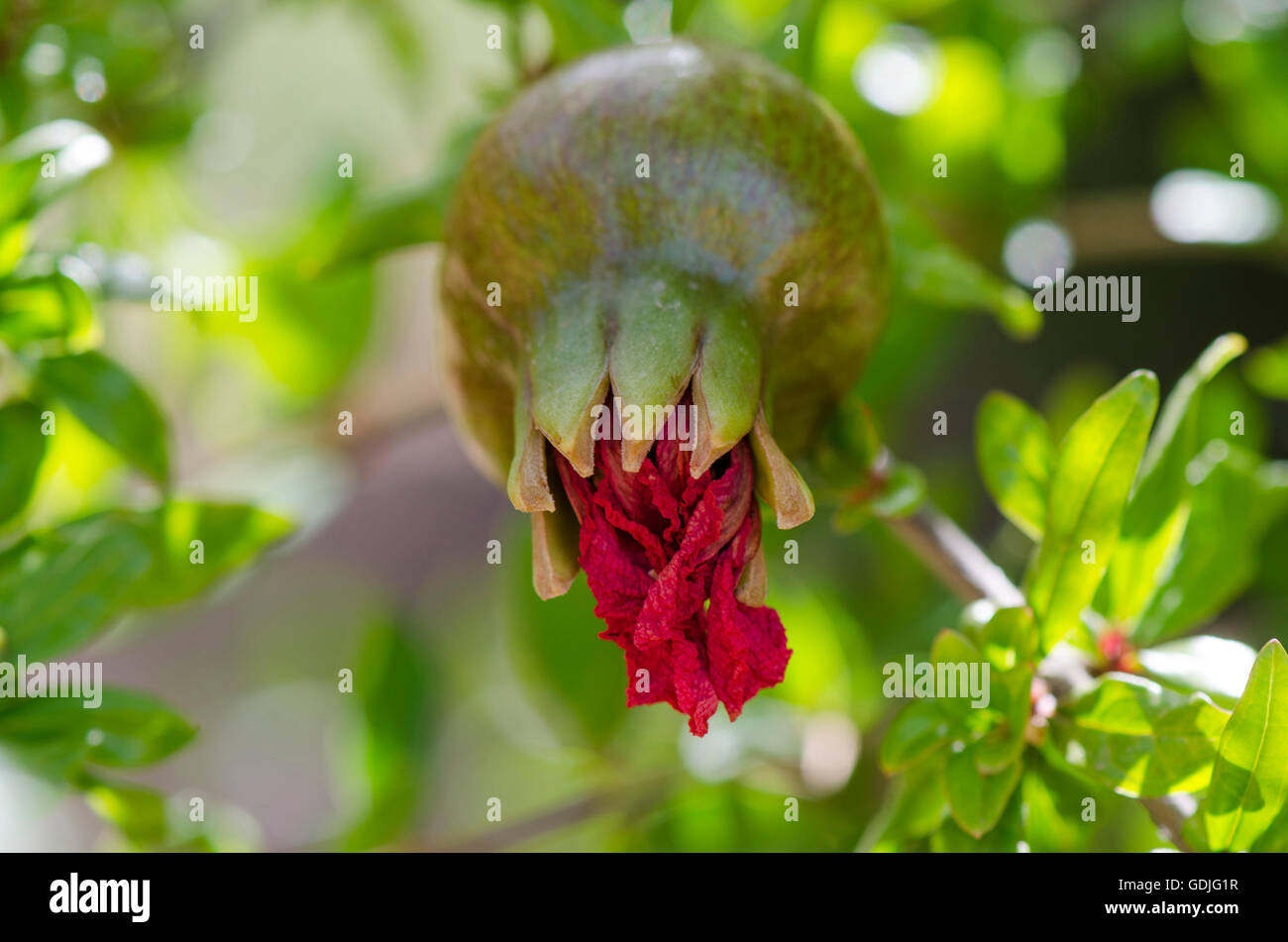 Junge Granatapfel (Punica Granatum) hängen am Baum, Andalusien, Spanien. Stockfoto