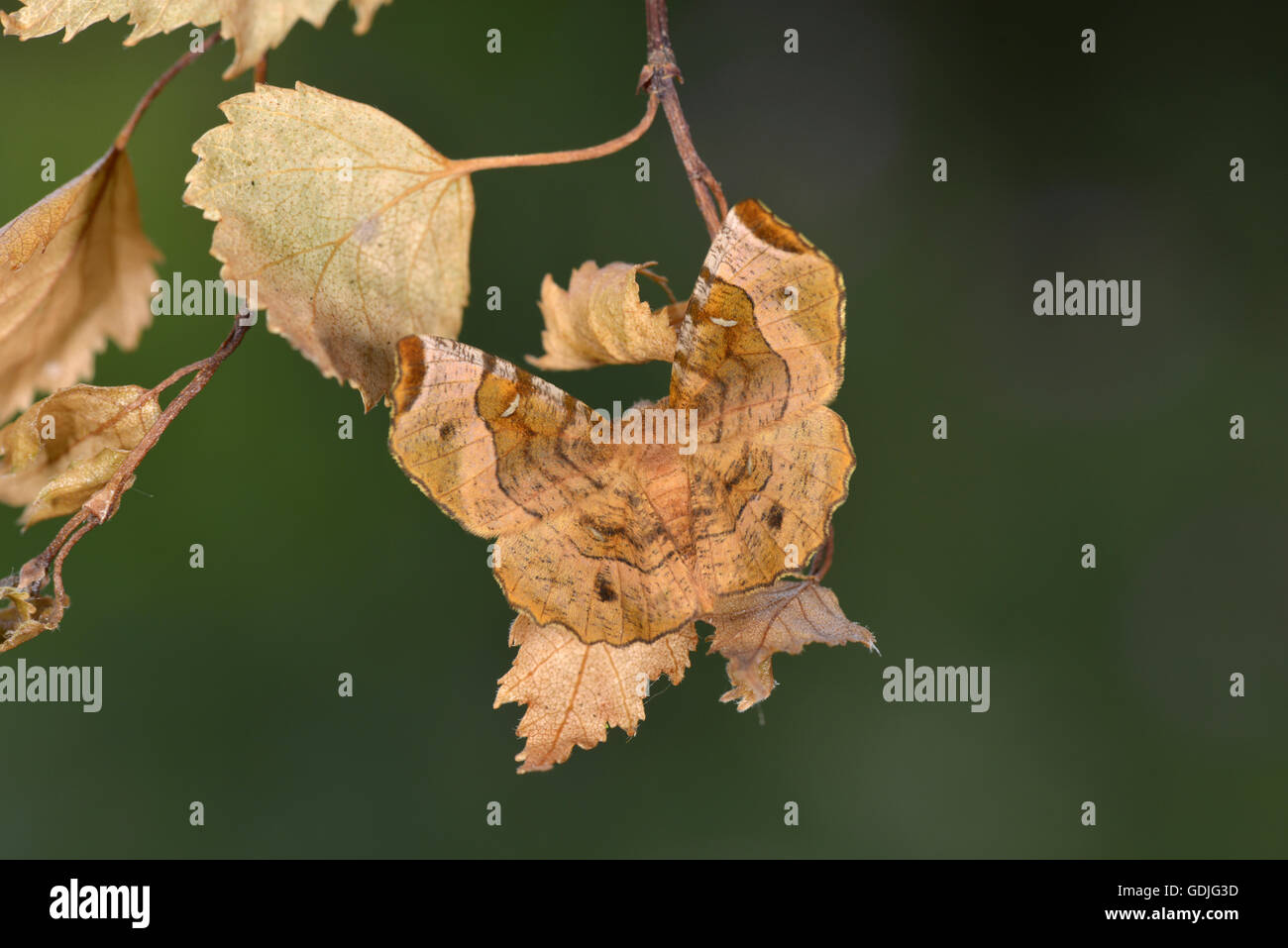 Lila Thorn - Selenia tetralunaria Stockfoto