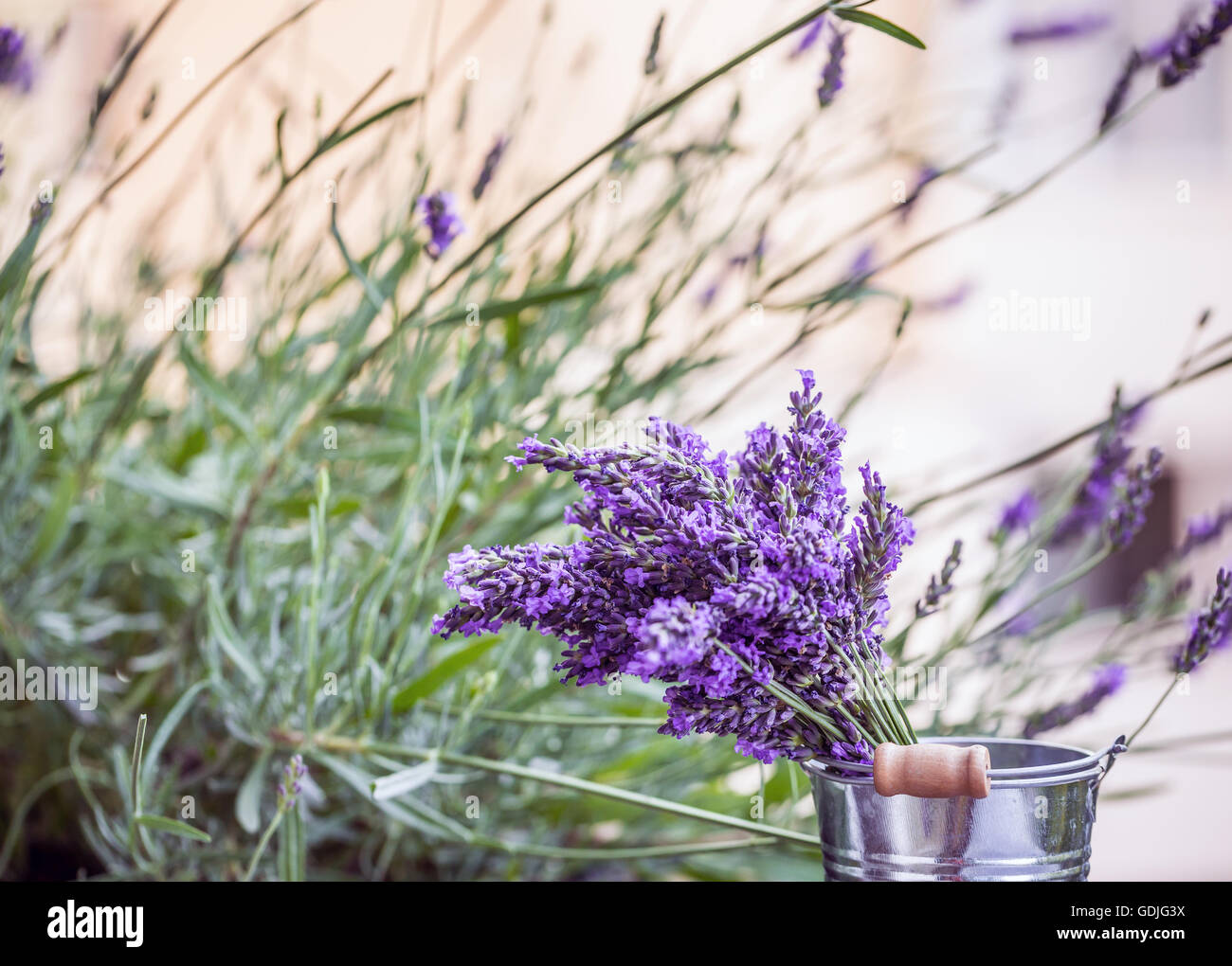 Stillleben mit Lavendel Blumen Stockfoto