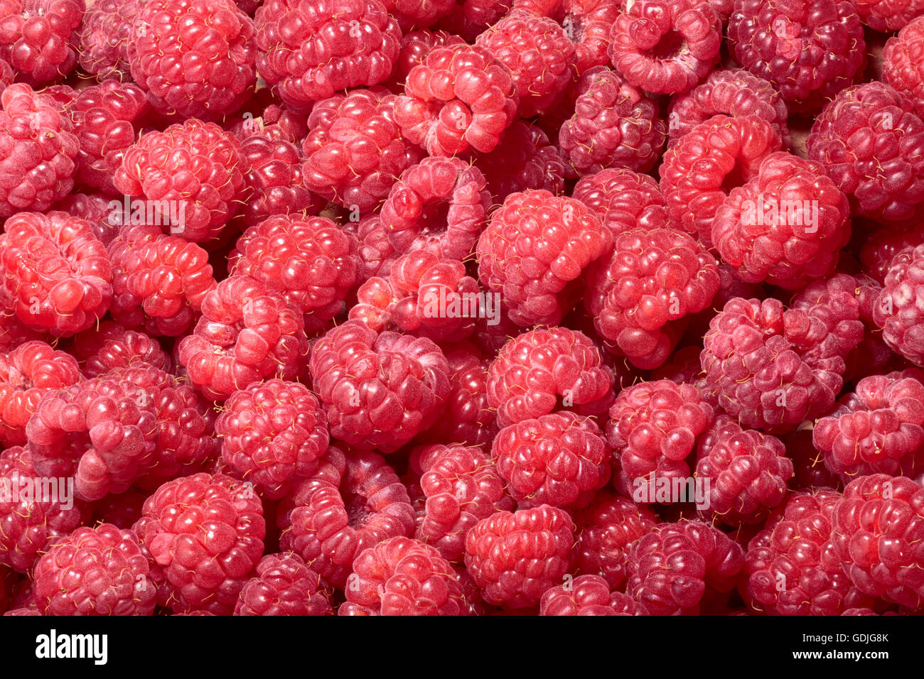 Himbeere (Rubus Idaeus) Hintergrund. Unendlicher Schärfentiefe Stockfoto