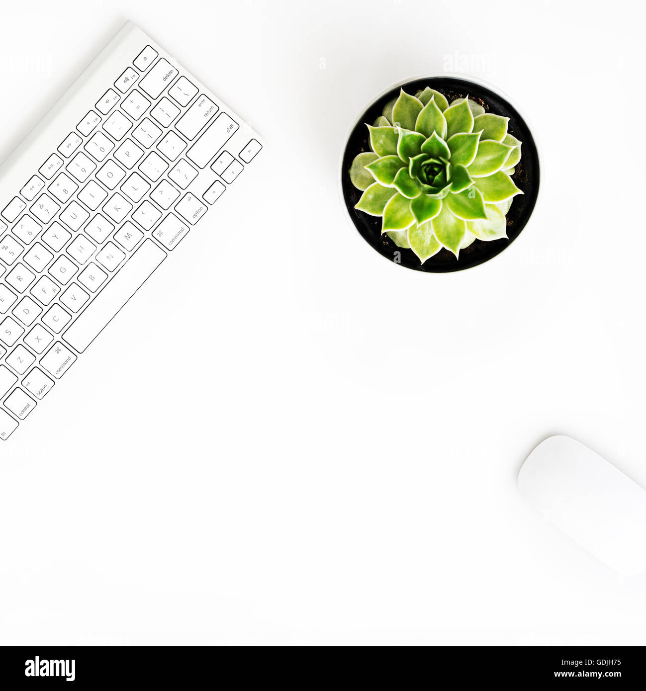 Weißer Schreibtisch Bürotisch mit drahtlosen Aluminium Tastatur, Maus und saftige Blume im Topf. Draufsicht mit Textfreiraum. Flach zu legen. Stockfoto