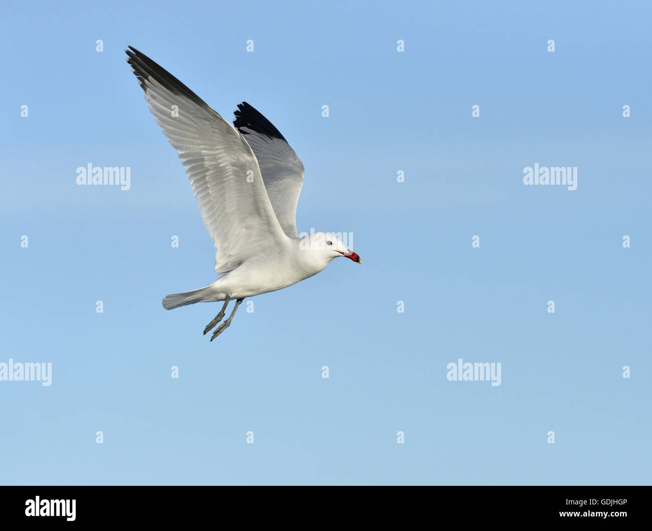 Audouin Gull - Larus Audouinii - Sommer Erwachsene Stockfoto