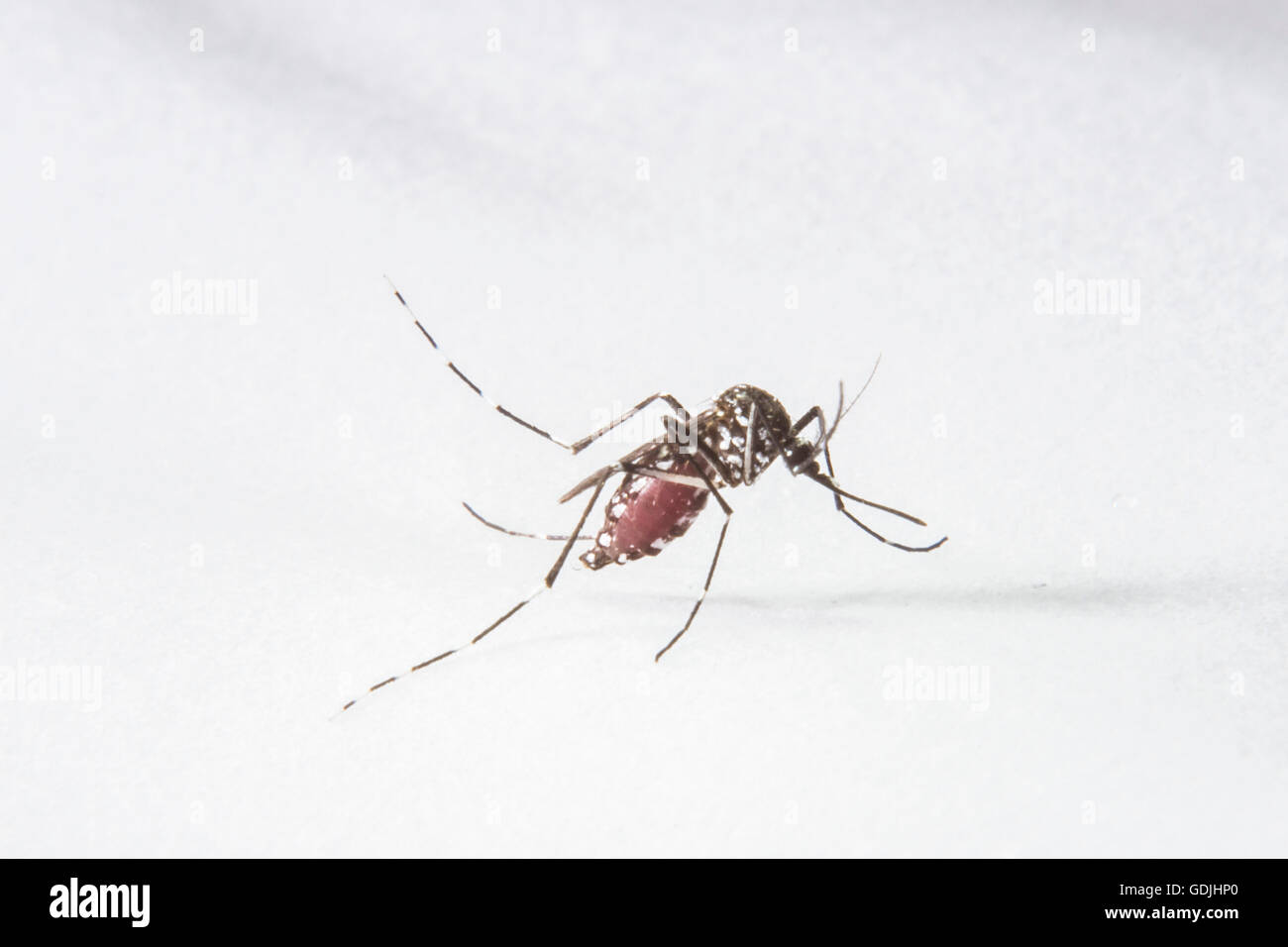 Aedes aegypti, Höhle und Chikungunya Stockfoto