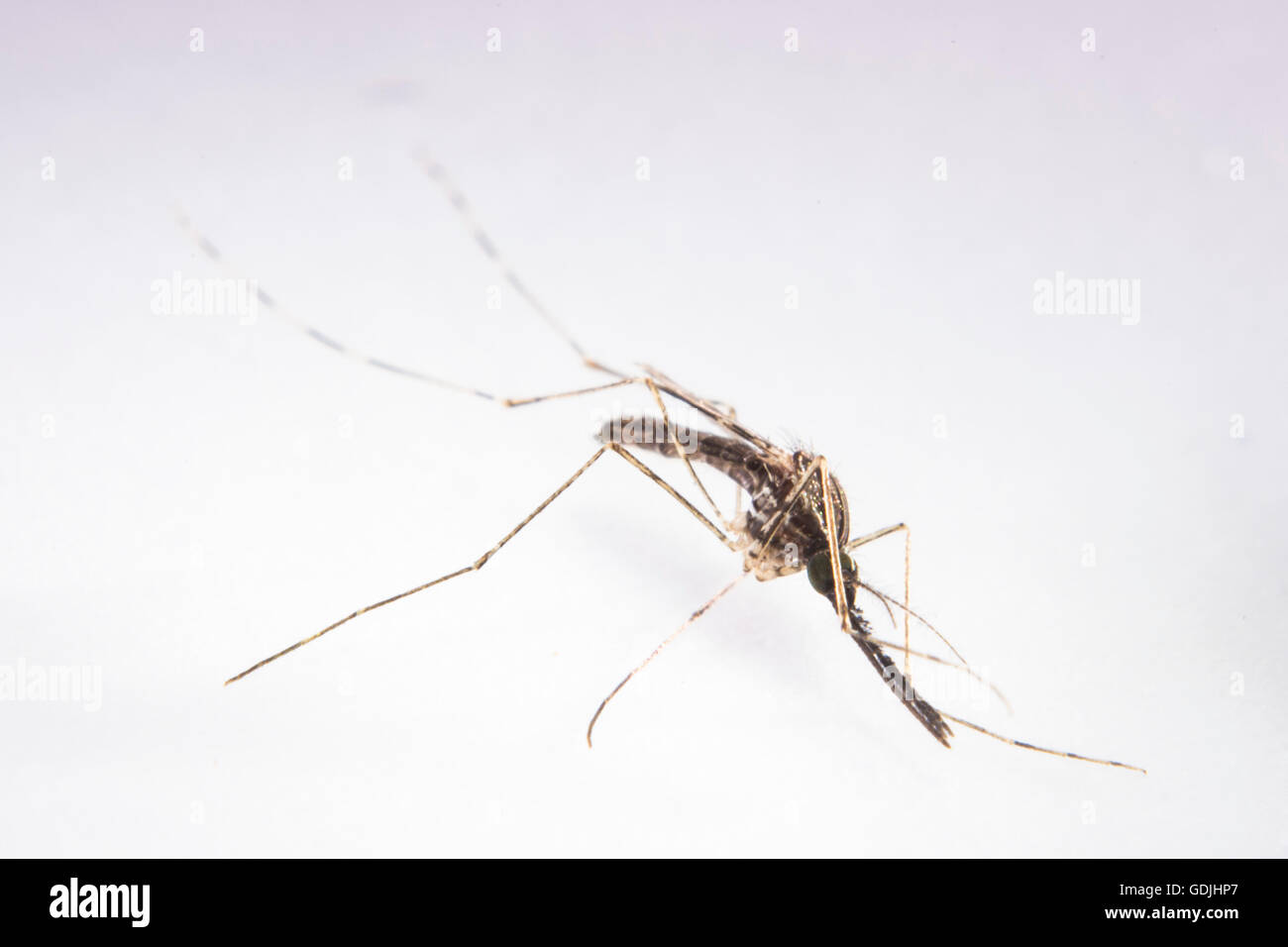 Mücke Anopheles Sp. Stockfoto