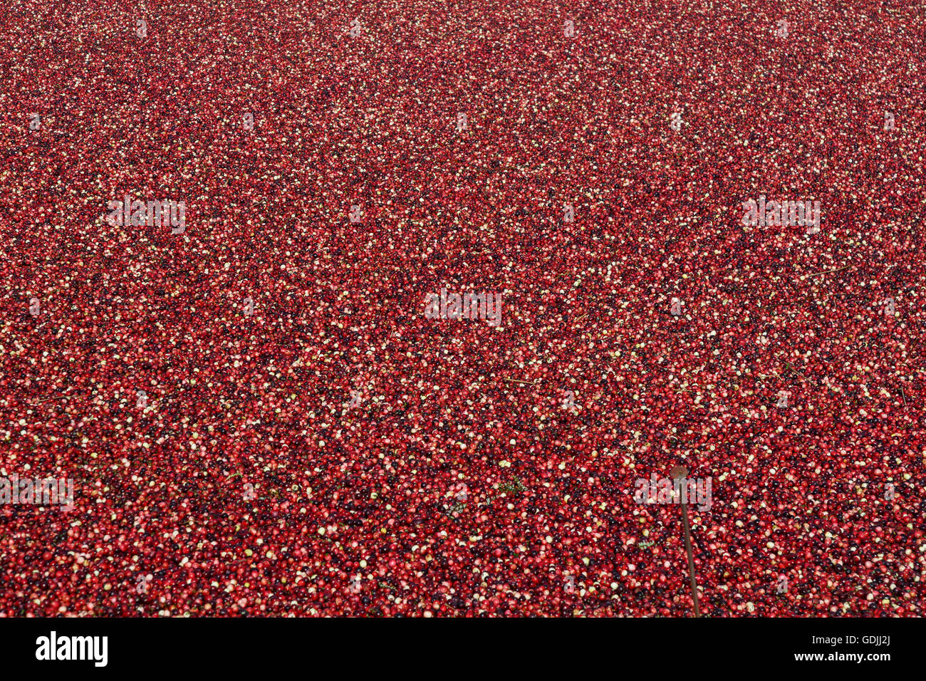 Nahaufnahme von einem Cranberry Moor zeigen Tausende von Beeren Stockfoto