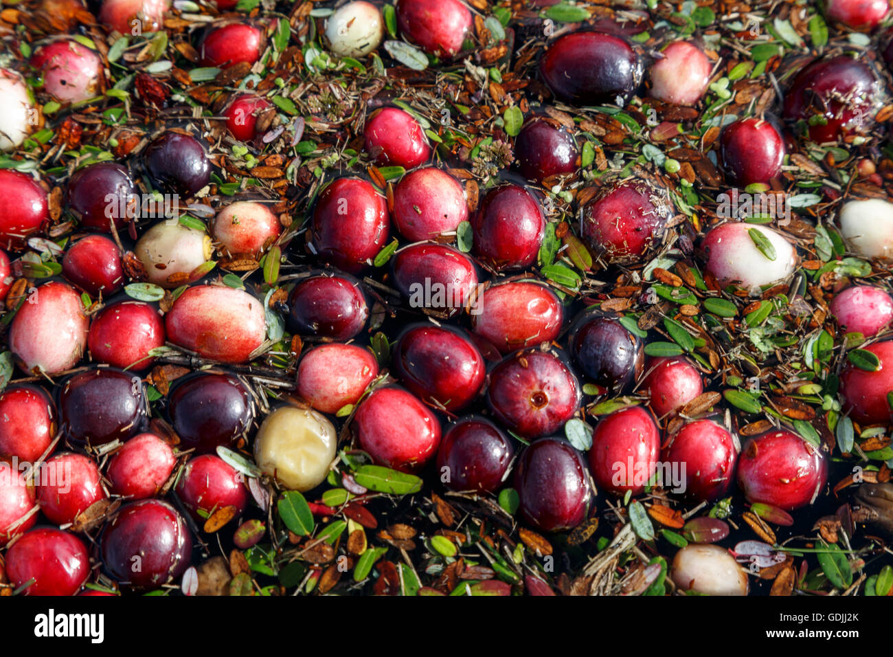 Nahaufnahme von einem Cranberry Moor zeigt einzelne Beeren Stockfoto