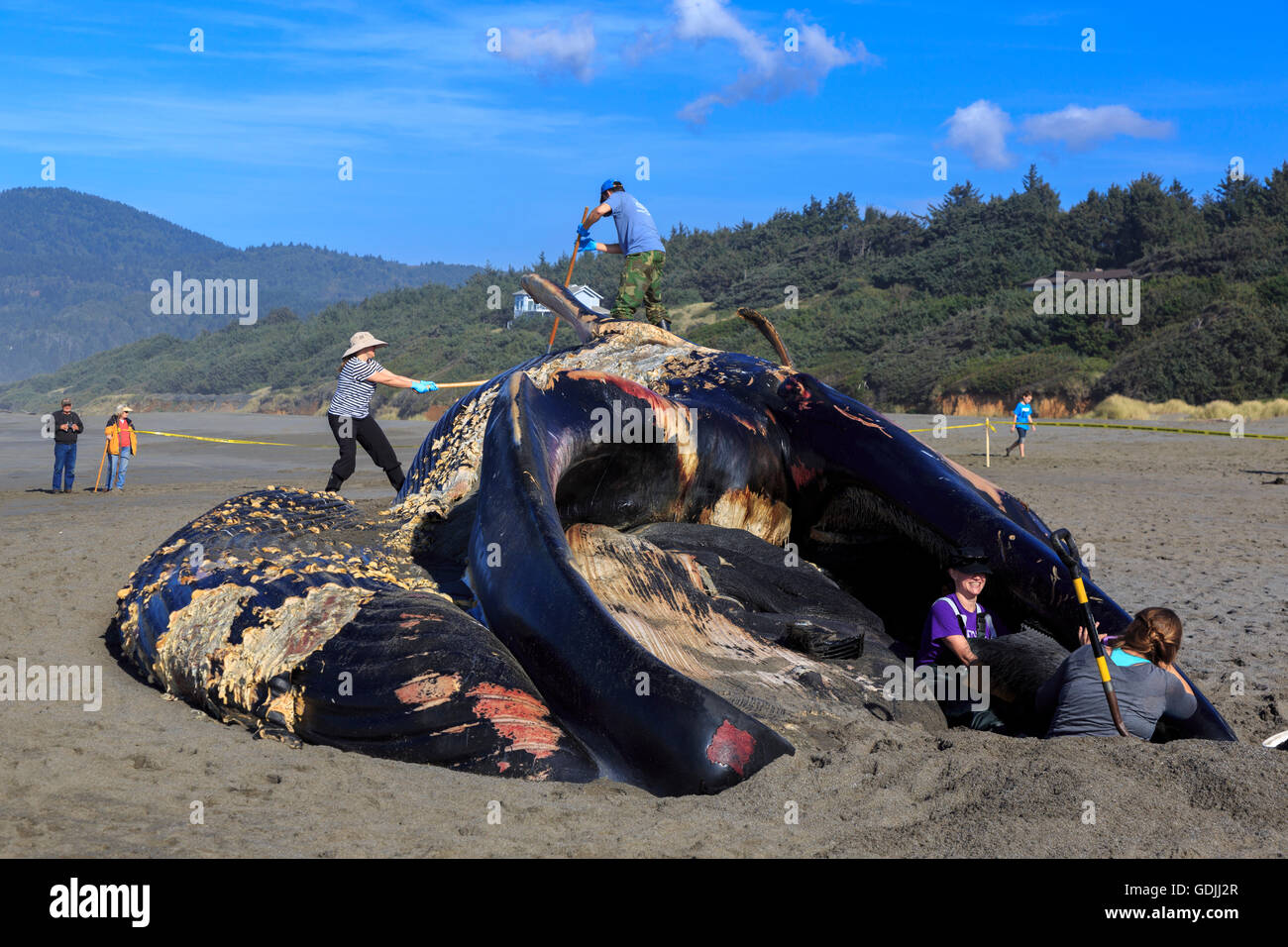 Forscher von der Oregon State University nehmen Sie Proben von einem toten Blauwal auf nesika Strand, bekannt als flensing ein Wal gewaschen Stockfoto