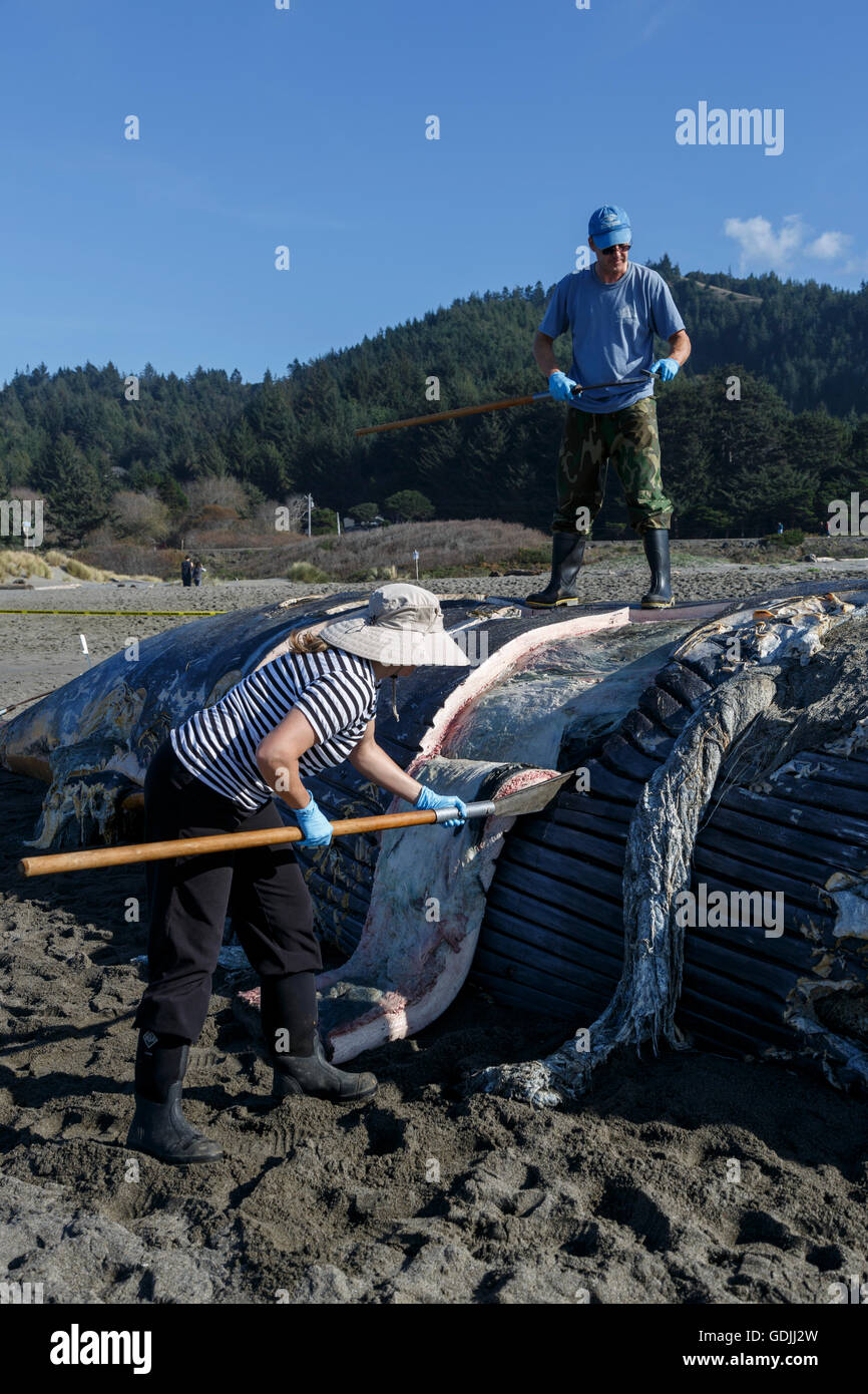 Forscher von der Oregon State University nehmen Sie Proben von einem toten Blauwal auf nesika Strand, bekannt als flensing ein Wal gewaschen Stockfoto