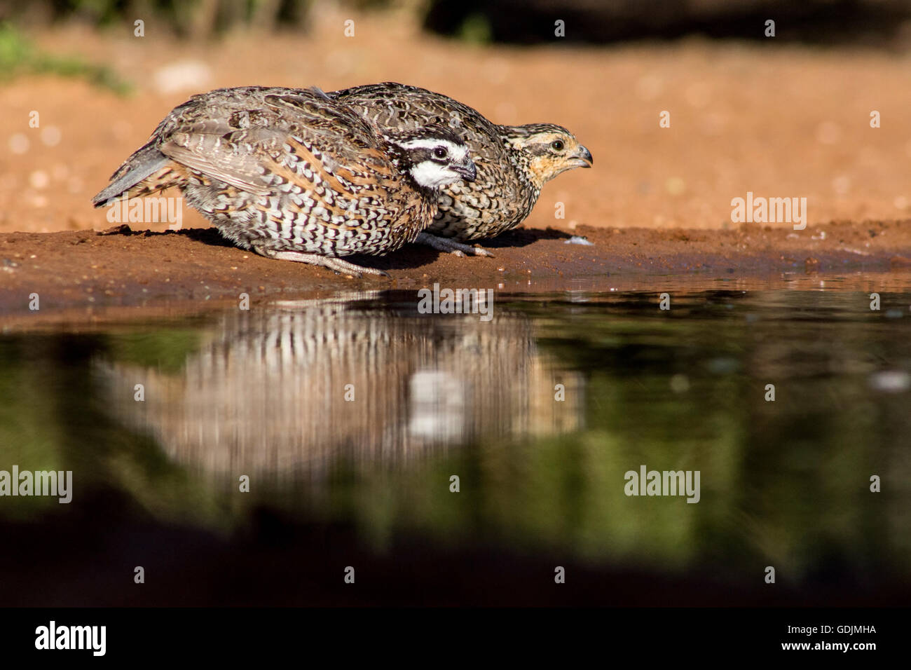 Nördlichen Bobwhite Quail - Santa Clara Ranch, McCook, Texas, USA Stockfoto