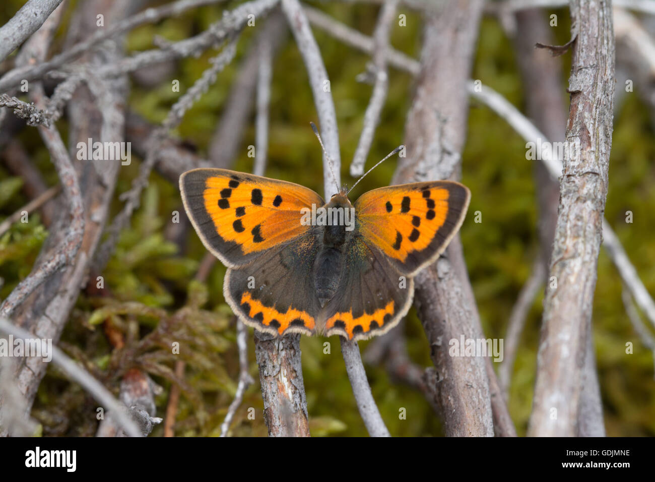 Kleine Kupfer Schmetterling (Lycaena Phlaeas) sonnen sich in Surrey Heide in England Stockfoto
