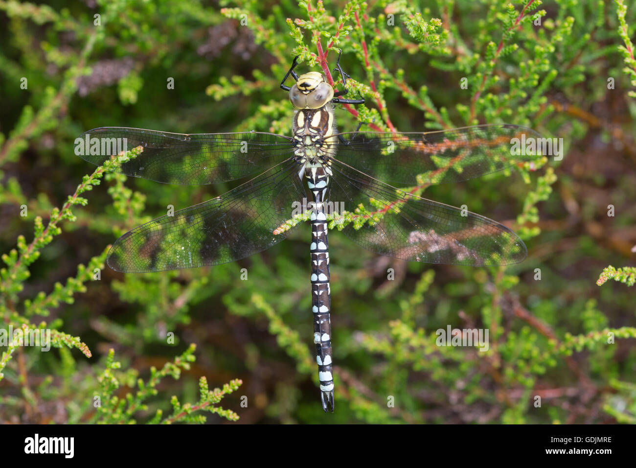 Südlichen Hawker Libelle (Aeshna Cyanea) in Surrey Heide in England Stockfoto