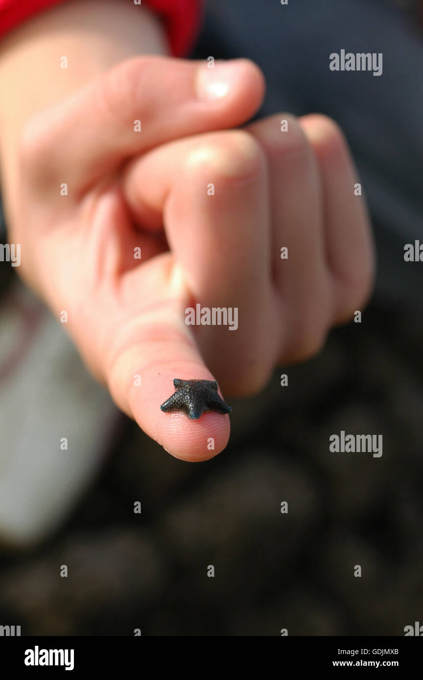 Kleine Kissen-Seestern-Zeigefinger Stockfoto