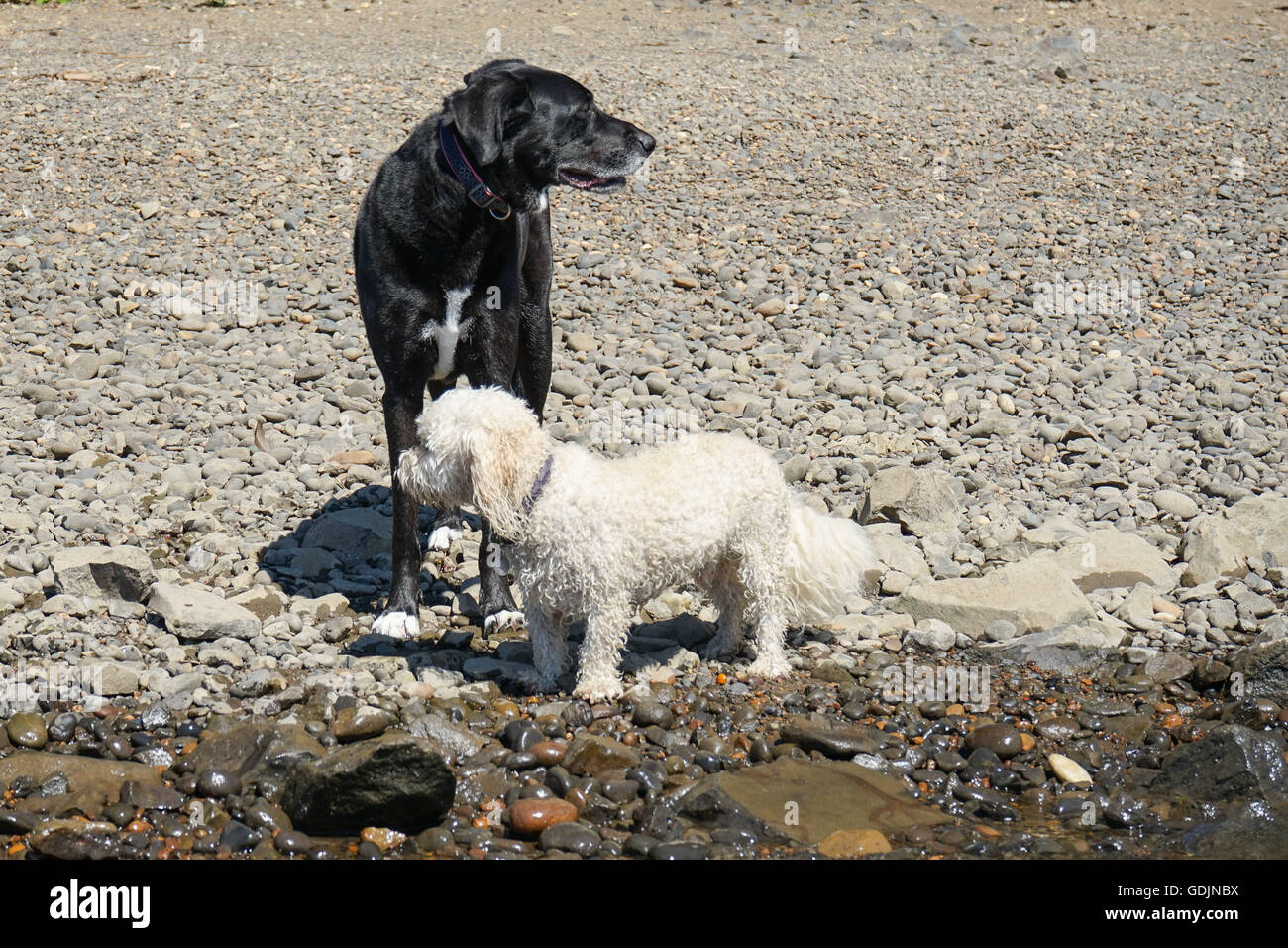 Hunde Spaß am Fluss Stockfoto