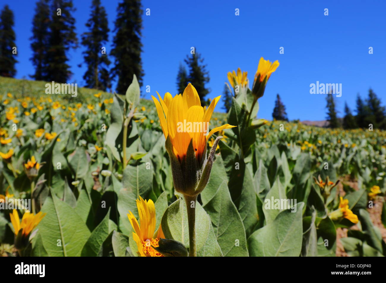 Maultiere Ohr, ganze amplexicaulis Stockfoto