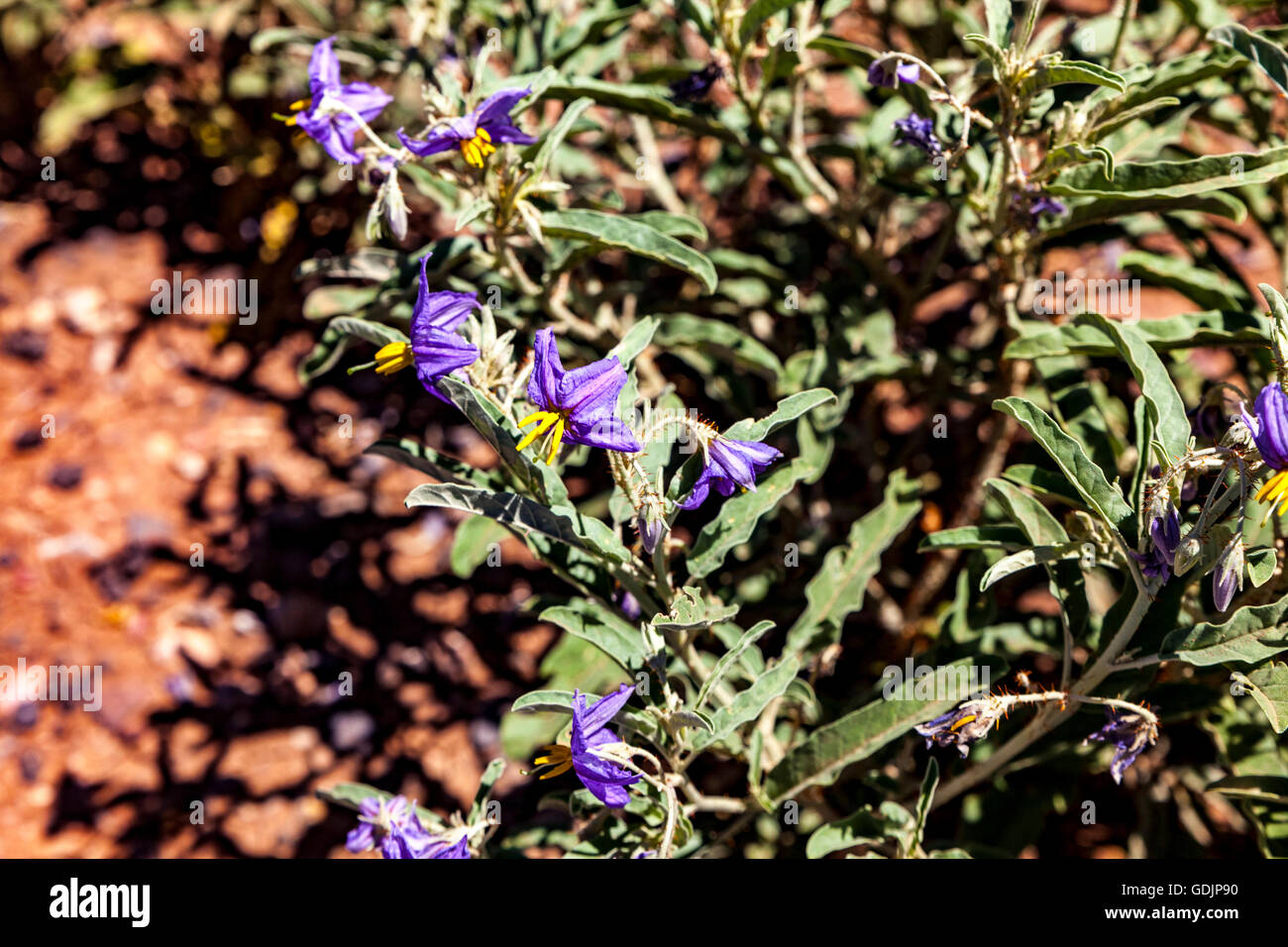 Silver Leaf Nachtschatten (Solanum Elaeagnifolium) wächst wild in der Wüste von Arizona Stockfoto