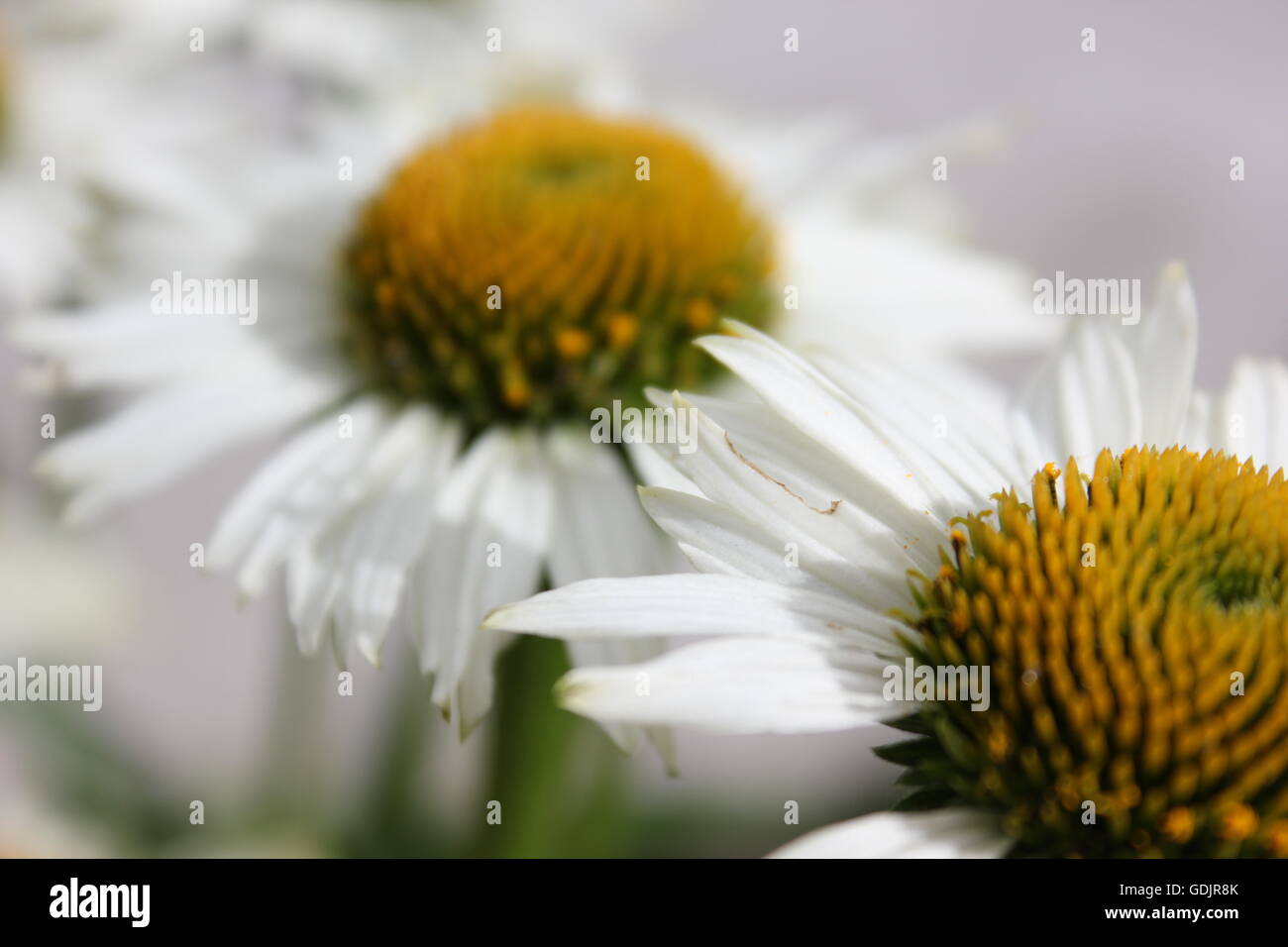 Purpursolhatt, Echinacea Purpurea "Weißer Schwan" Stockfoto