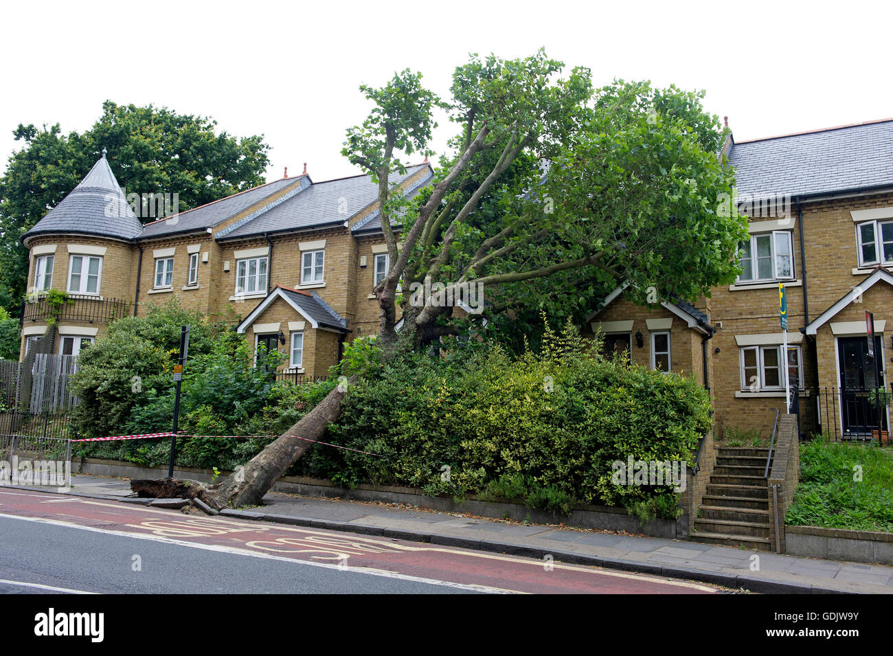 Ein umstürzenden Baum lehnt sich an ein Haus in London East Dulwich Stockfoto Ein umstürzenden Baum lehnt sich an ein Haus in London East Dulwich Stockfoto