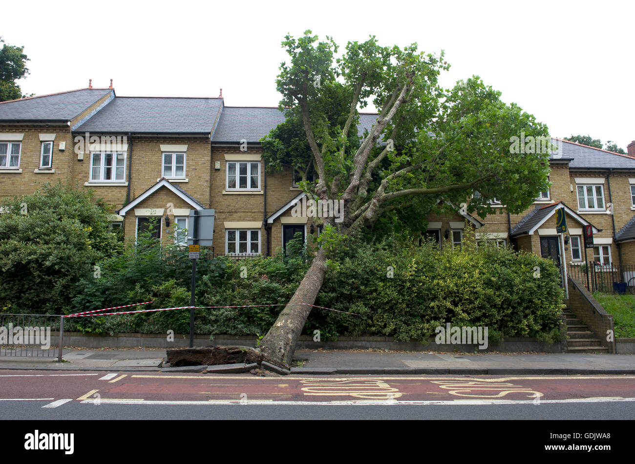 Ein umstürzenden Baum lehnt sich an ein Haus in London East Dulwich Stockfoto Ein umstürzenden Baum lehnt sich an ein Haus in London East Dulwich Stockfoto