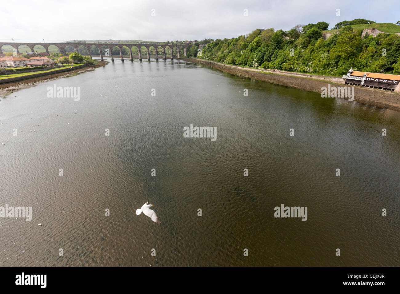 Möwen fliegen über Tweed River und Royal Grenzbrücke und B. A. R. C., Berwick-upon-Tweed, Northumberland, England, UK Stockfoto