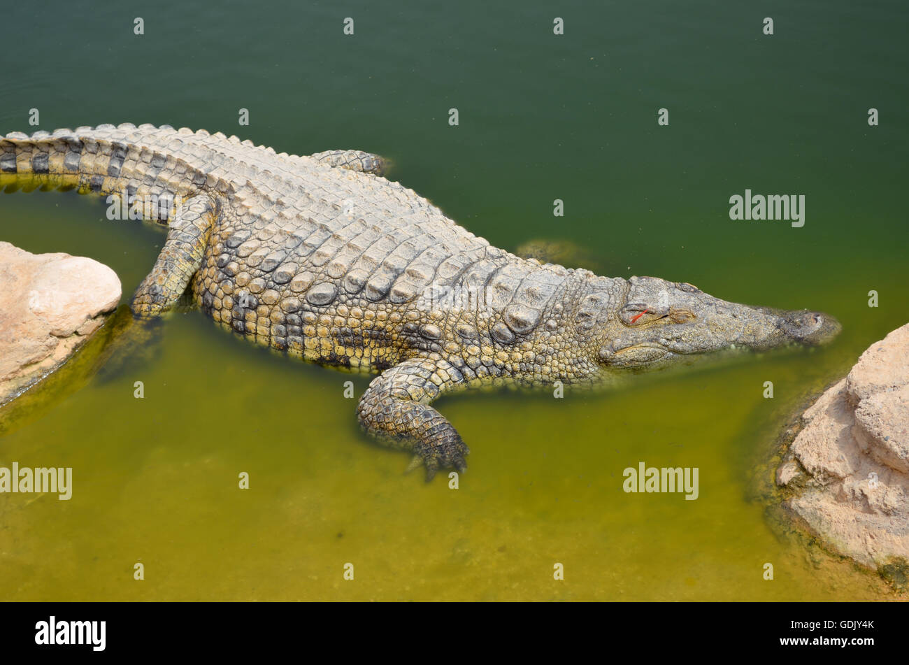 Crocopark in Marokko. Ein neu eröffnetes Haus der Krokodile in der Stadt Agadir. Eine Sehenswürdigkeit in Marokko, das erste in Marokko und eine der schönsten in den afrikanischen Content Kontinent. Stockfoto