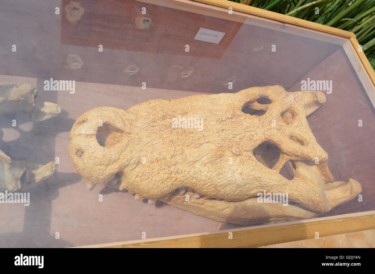 Crocopark in Marokko. Ein neu eröffnetes Haus der Krokodile in der Stadt Agadir. Eine Sehenswürdigkeit in Marokko, das erste in Marokko und eine der schönsten in den afrikanischen Content Kontinent. Stockfoto