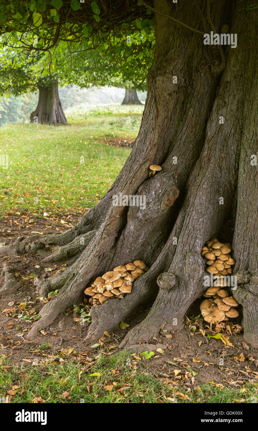 Pilze wachsen in Vertiefungen von einem alten Laubbaum in einer englischen Parklandschaft Stockfoto