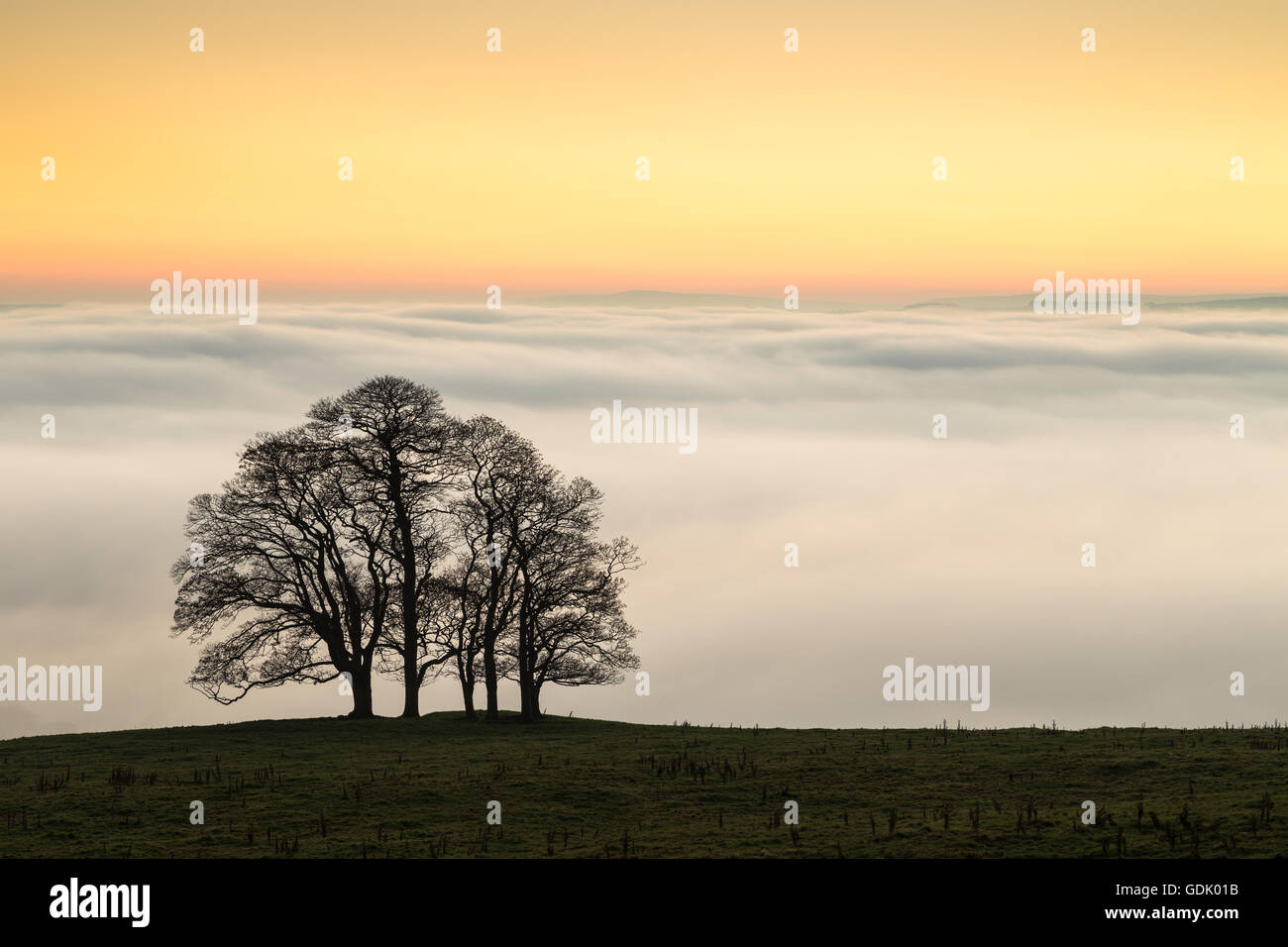 Eine Gruppe von Bäumen sind Silhouette gegen die untergehende Sonne und eine Wolke Inversion über Ribble Valley, North Yorkshire Stockfoto
