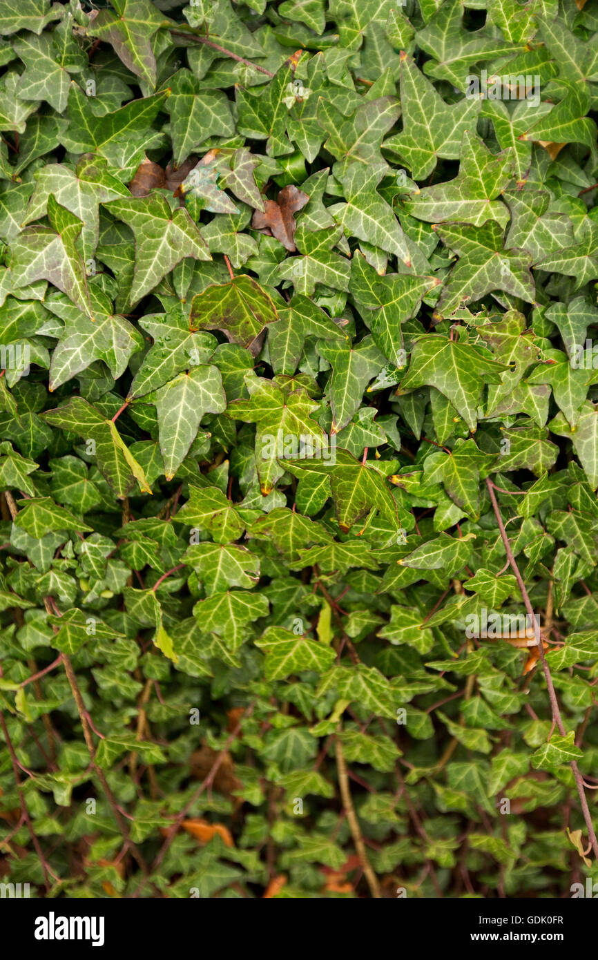 Masse des lebendigen tiefgrüne Blätter Englisch Efeu, Hedera Helix, eine zügellose Kletterpflanze, eine invasive Unkraut-Arten in Australien, Stockfoto