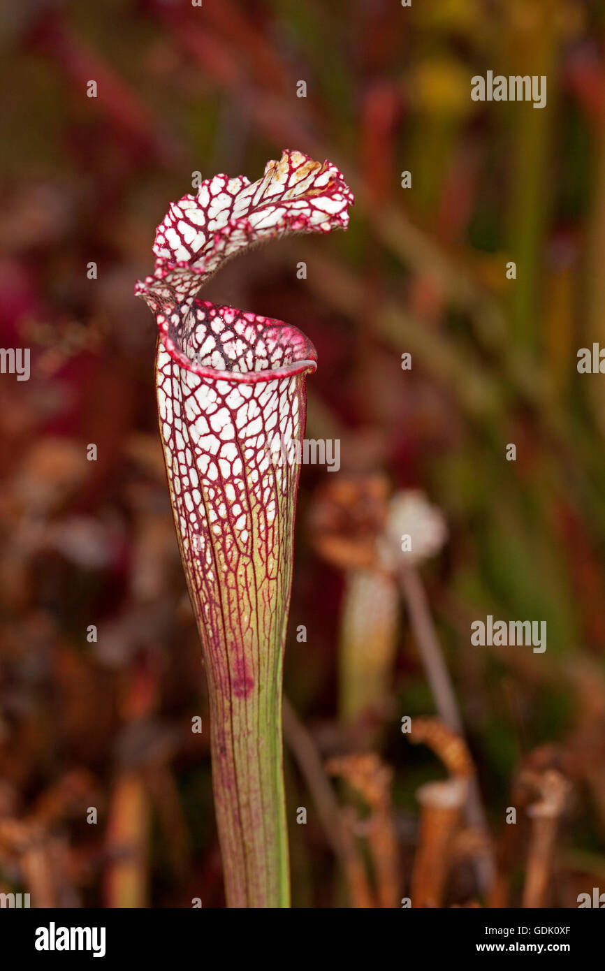 Atemberaubende rot-weiß gemusterten fleischfressende Pflanze, Sarracenia Leucophylla, Trompete Kannenpflanze auf dunklem Hintergrund Stockfoto