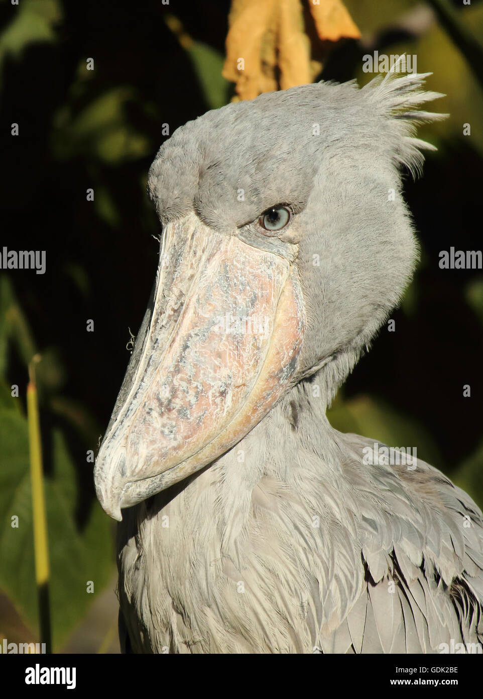 Ein Porträt der Schuhschnabel Storch. Stockfoto